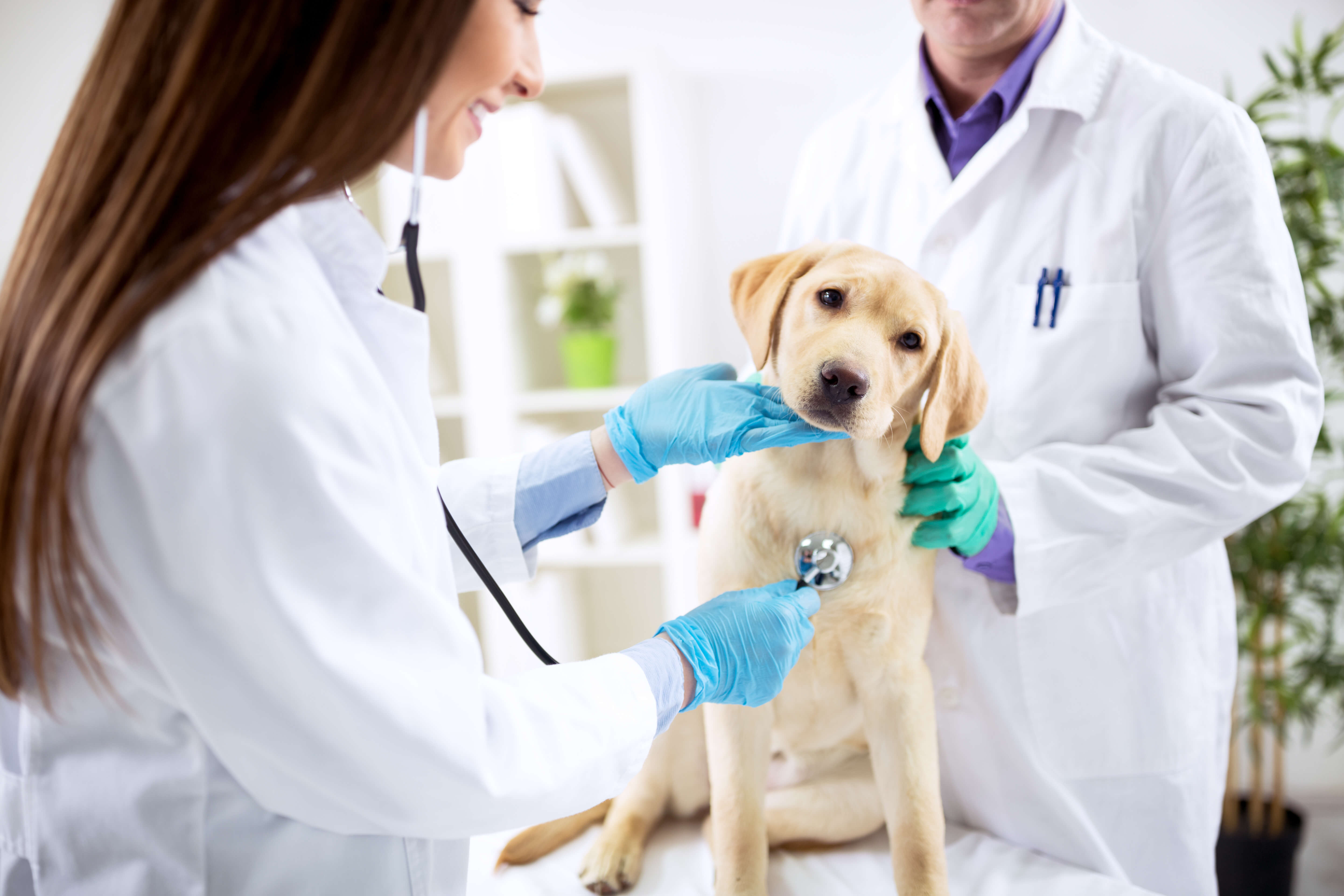 How to Improve Payroll Compliance in Your Veterinary Office